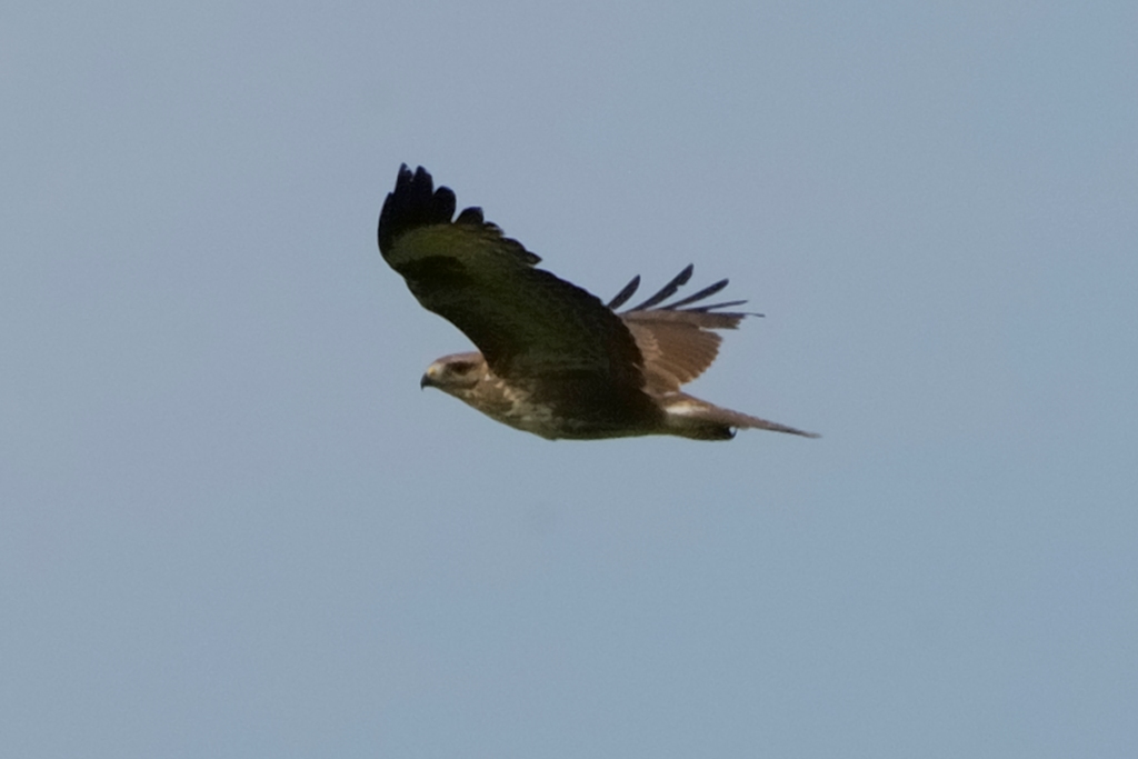 Vediamo se imparo: falco di palude?